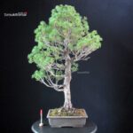 Pinus Pentaphylla - Goyomatsu