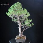 Pinus Pentaphylla - Goyomatsu - immagine 4
