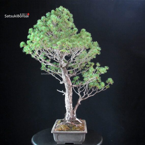 Pinus Pentaphylla - Goyomatsu - immagine 4