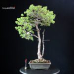 Pinus Pentaphylla - Goyomatsu