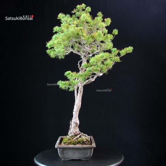 Pinus Pentaphylla - Goyomatsu - immagine 2