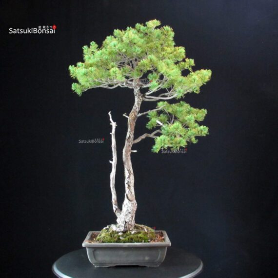 Pinus Pentaphylla - Goyomatsu - immagine 3