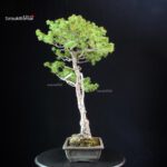 Pinus Pentaphylla - Goyomatsu - immagine 4
