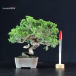 Juniperus Chinensis Itoigawa