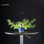 Callicarpa Japonica - immagine 4