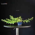 Callicarpa Japonica - immagine 5