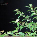 Callicarpa Japonica - immagine 7