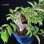 Callicarpa Japonica - immagine 8