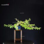 Callicarpa Japonica - Murasakishikibu
