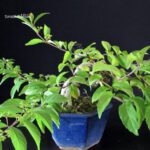 Callicarpa Japonica - immagine 9