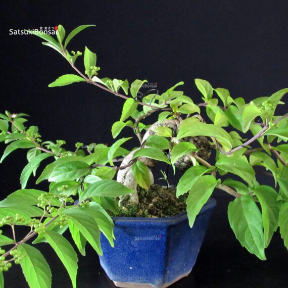 Callicarpa Japonica - immagine 9