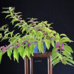 Callicarpa Japonica - Murasakishikibu - immagine 4