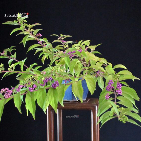 Callicarpa Japonica - Murasakishikibu - immagine 4