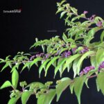 Callicarpa Japonica - Murasakishikibu - immagine 5