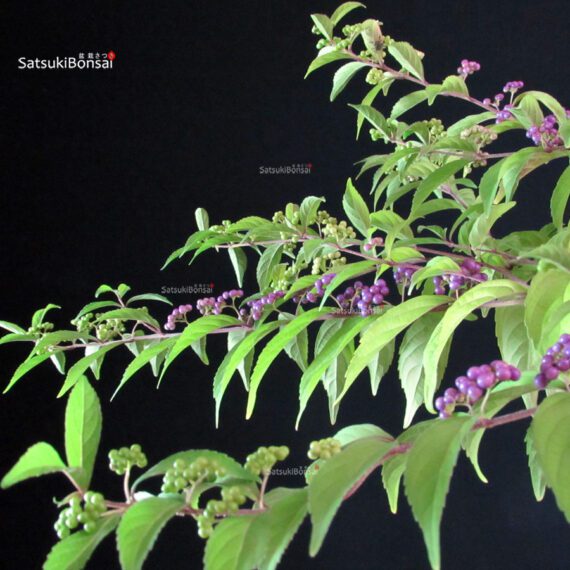 Callicarpa Japonica - Murasakishikibu - immagine 5