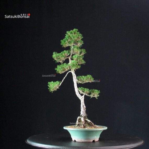 Pinus Thunbergii Kuromatsu Kotobuki - immagine 2