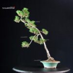 Pinus Thunbergii Kuromatsu Kotobuki - immagine 3