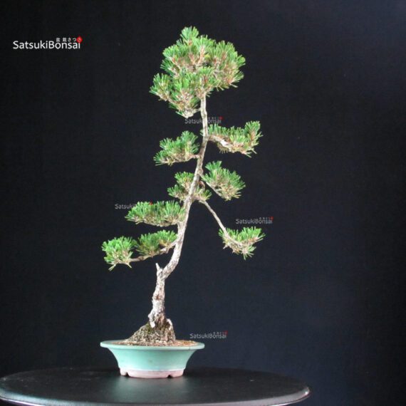 Pinus Thunbergii Kuromatsu Kotobuki - immagine 4