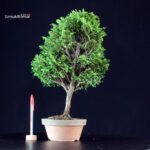 Chamaecyparis Obtusa - Hinoki