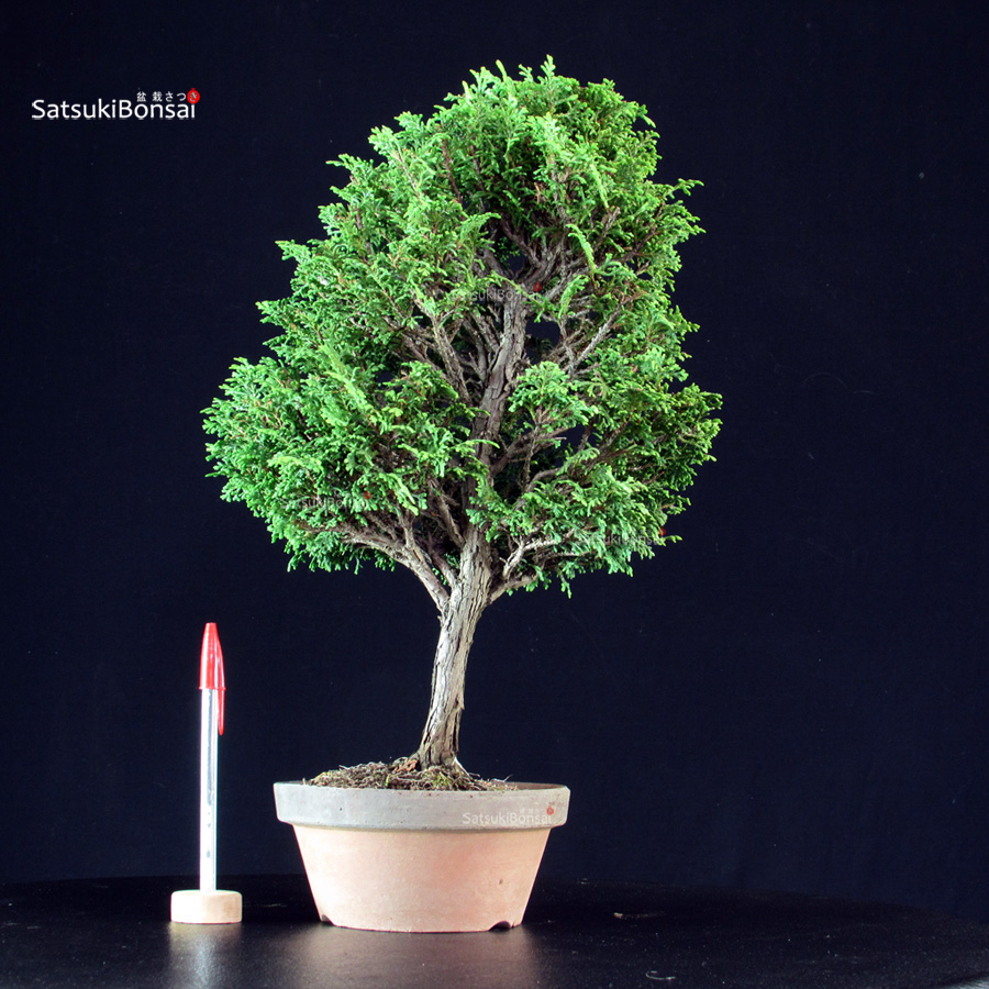 4345_1-Chamaecyparis-Obtusa-–-Hinoki Chamaecyparis Obtusa - Hinoki - immagine 1