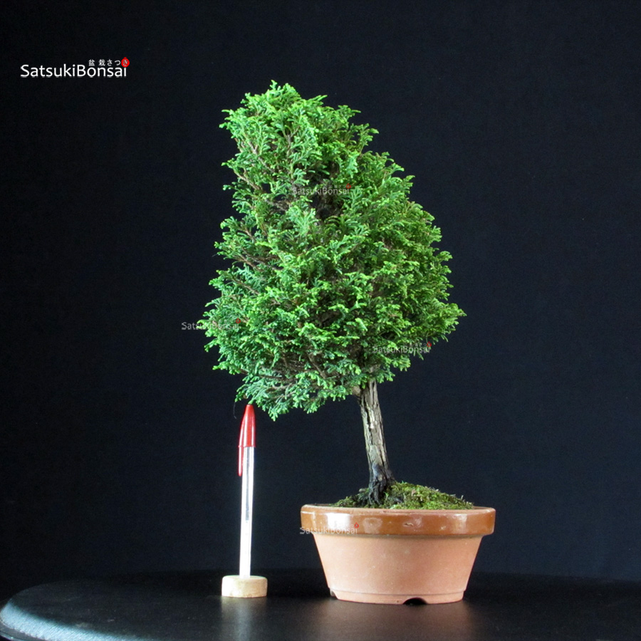 4346_1-Chamaecyparis-Obtusa-–-Hinoki Chamaecyparis Obtusa - Hinoki - immagine 1