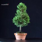 Chamaecyparis Obtusa - Hinoki - immagine 2