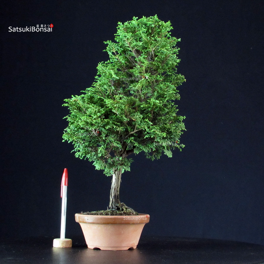4347_1-Chamaecyparis-Obtusa-–-Hinoki Chamaecyparis Obtusa - Hinoki - immagine 1