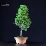 Chamaecyparis Obtusa - Hinoki - immagine 2