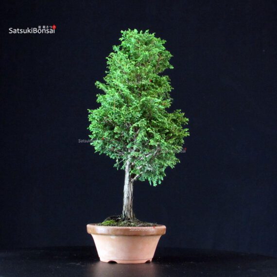 Chamaecyparis Obtusa - Hinoki - immagine 2