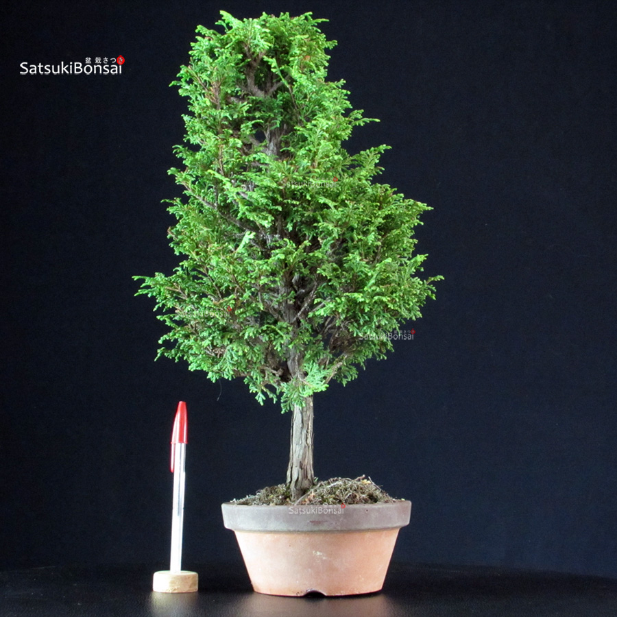 4348_1-Chamaecyparis-Obtusa-–-Hinoki Chamaecyparis Obtusa - Hinoki - immagine 1