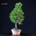 Chamaecyparis Obtusa - Hinoki - immagine 2