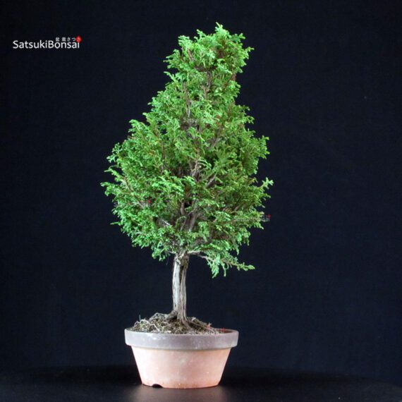 Chamaecyparis Obtusa - Hinoki - immagine 2