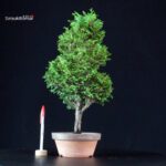 Chamaecyparis Obtusa - Hinoki