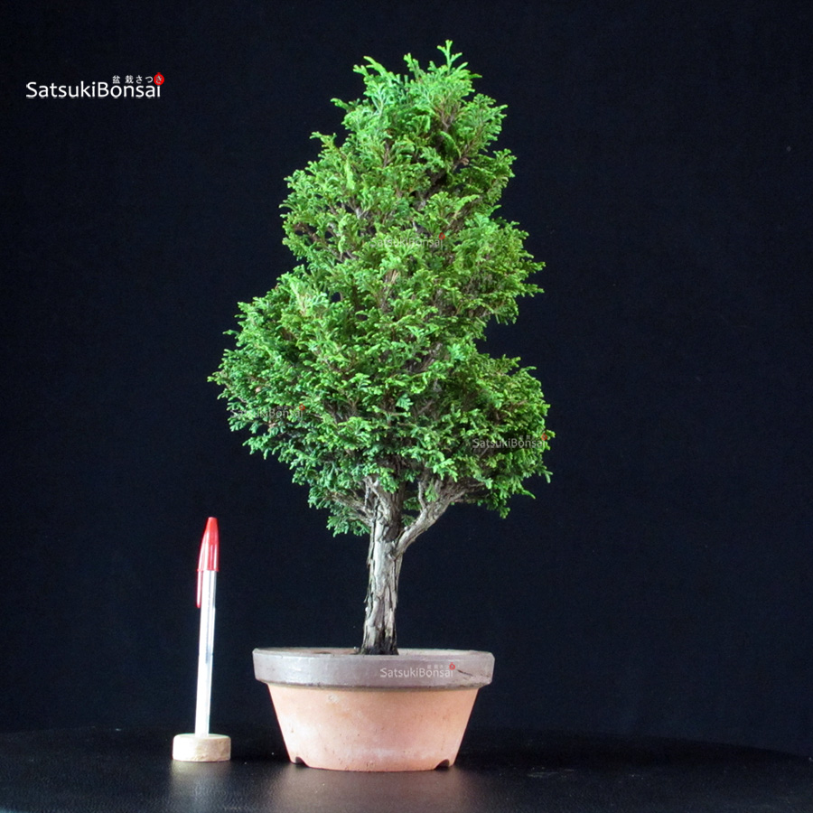 4349_1-Chamaecyparis-Obtusa-–-Hinoki Chamaecyparis Obtusa - Hinoki - immagine 1