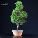 Chamaecyparis Obtusa - Hinoki - immagine 4