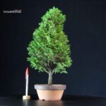 Chamaecyparis Obtusa - Hinoki