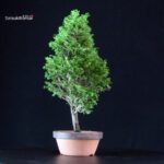 Chamaecyparis Obtusa - Hinoki - immagine 2