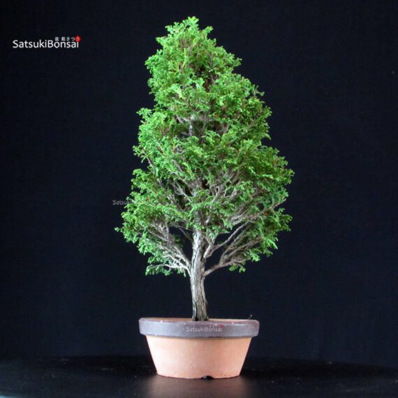 Chamaecyparis Obtusa - Hinoki - immagine 3