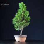 Chamaecyparis Obtusa - Hinoki - immagine 4