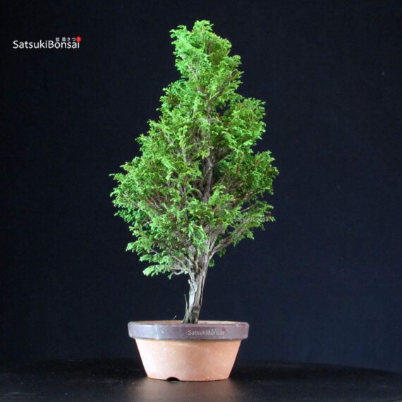 Chamaecyparis Obtusa - Hinoki - immagine 4