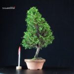 Chamaecyparis Obtusa - Hinoki
