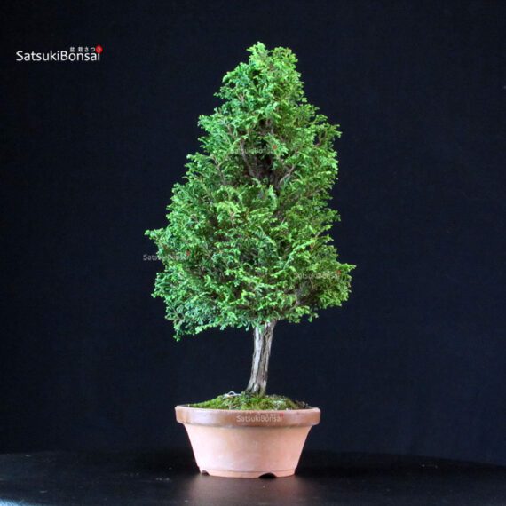 Chamaecyparis Obtusa - Hinoki - immagine 2