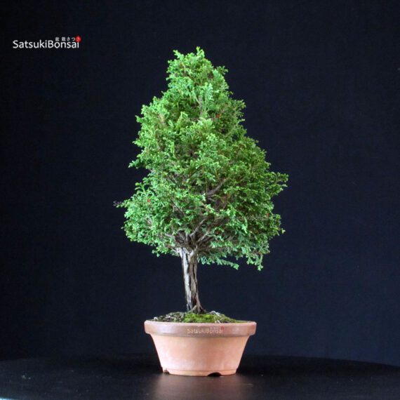 Chamaecyparis Obtusa - Hinoki - immagine 4