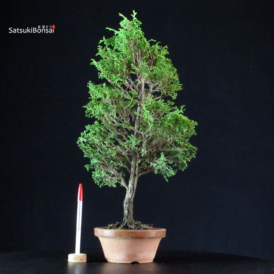 4355_1-Chamaecyparis-Obtusa-–-Hinoki Chamaecyparis Obtusa - Hinoki - immagine 1