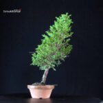 Chamaecyparis Obtusa - Hinoki - immagine 2