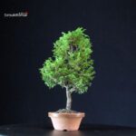 Chamaecyparis Obtusa - Hinoki - immagine 3