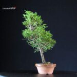 Chamaecyparis Obtusa - Hinoki - immagine 4