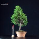 Chamaecyparis Obtusa - Hinoki