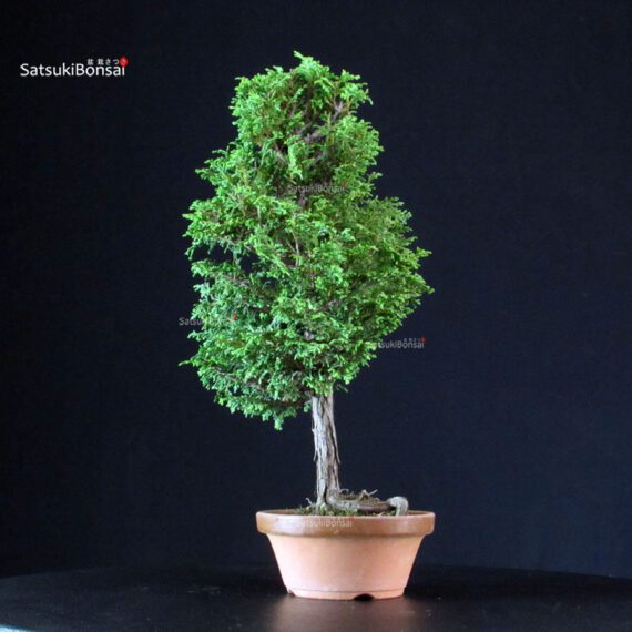 Chamaecyparis Obtusa - Hinoki - immagine 2