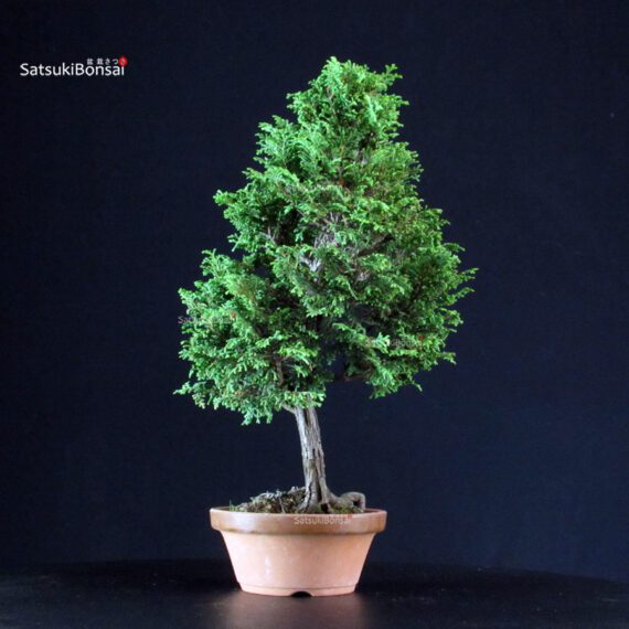 Chamaecyparis Obtusa - Hinoki - immagine 3
